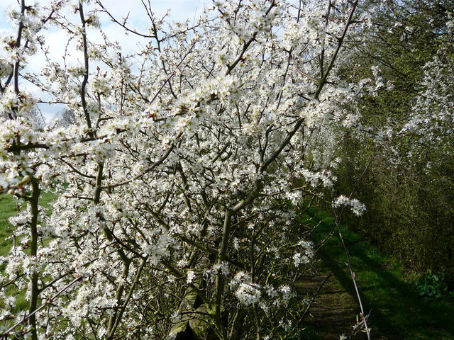 Flowering Hawthorn near East End Green (3) VB.JPG