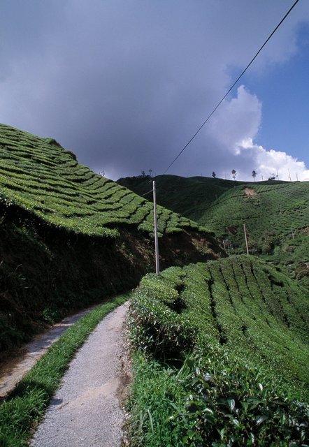 Cameron Highlands