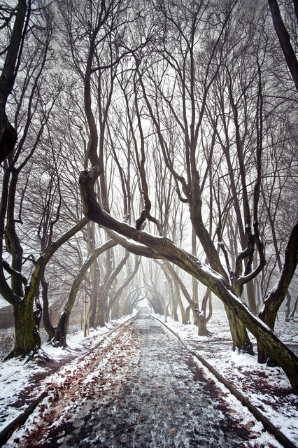 Hornbeam Alley