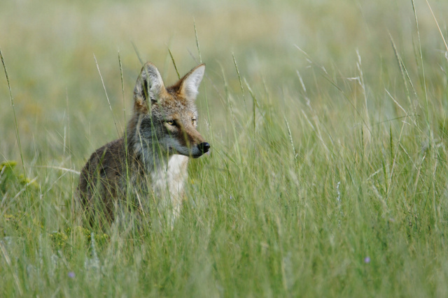 Coyote, (Canis latrans), Colorado