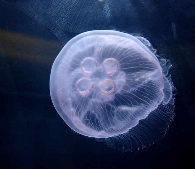 Monterey Bay Aquarium (54) VB.JPG