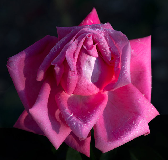 RosebudDay6Frost_DSC8365-as-Smart-Object-1.jpg