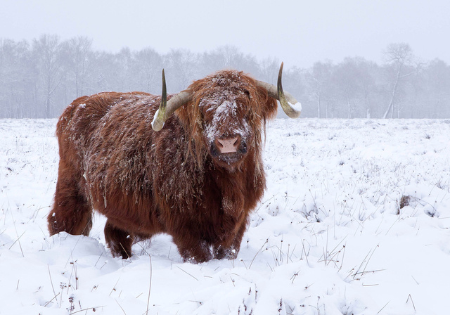 Schotse Hooglander