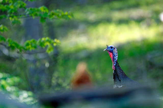 Eastern Wild Turkey, Spring, Ohio