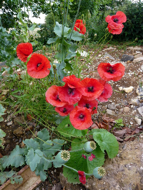 Poppies near Lammer Farm (3) VB.JPG