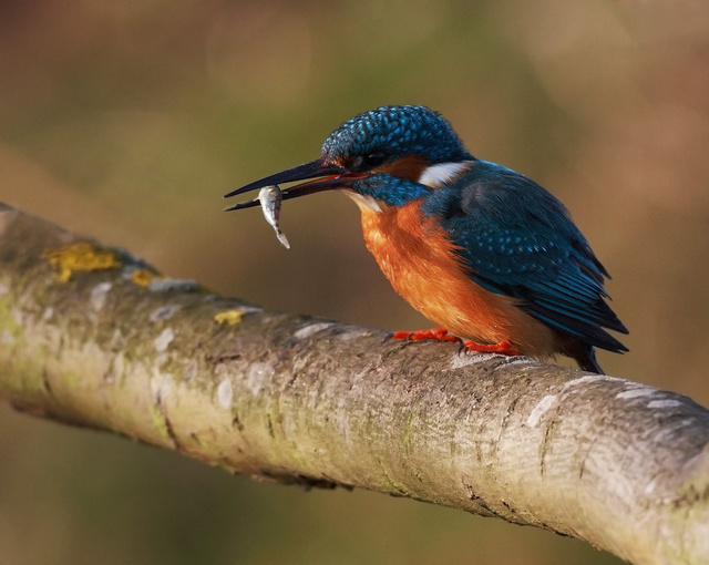 Kingfisher