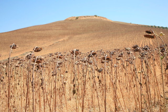 andalucia - veld gedroogde zonnebloemen