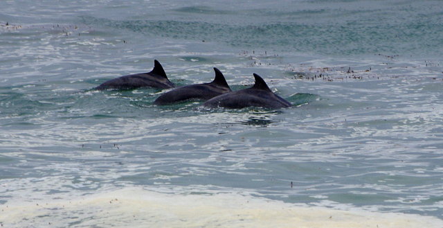 Dolphins from Carmel River State Beach (42) VB.JPG