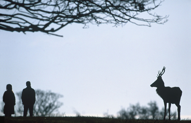 Red Deer Stag