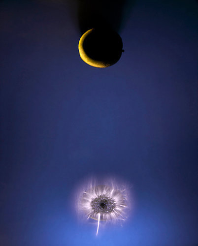 The Luminous Garden #85 © Paul den Hollander