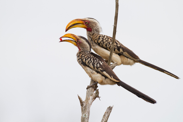 Female Yellow-billed Hornbill receiving gift from