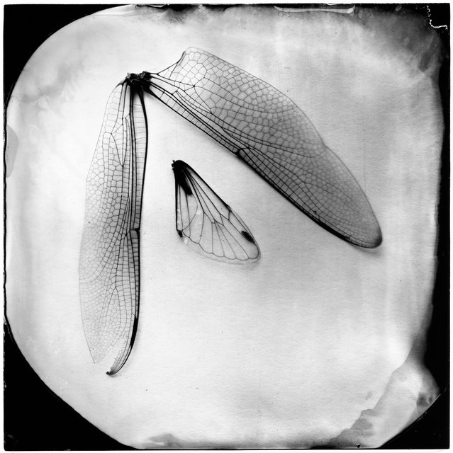 Dragonfly & Cicada Wings, 19th century