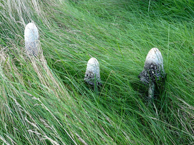 Fungi at Lammerwood VB.JPG