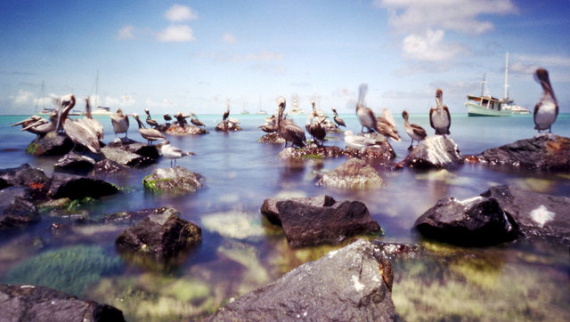 Pelicans, Venezuela, 2006.