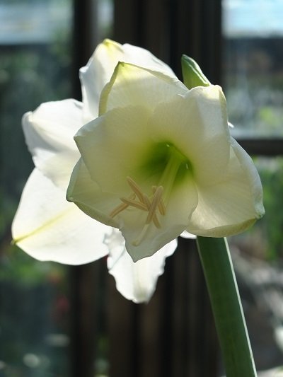 Flower Beauty of the Night by Alison Gracie