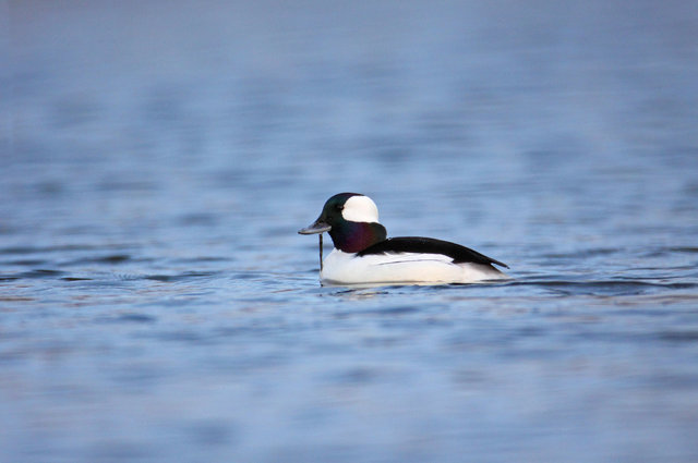 Bufflehead, March, South Central Ohio