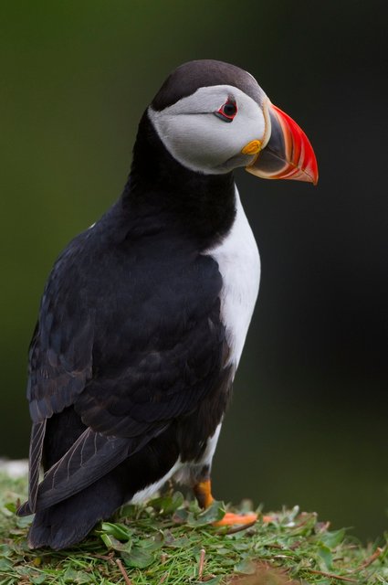 Puffin
