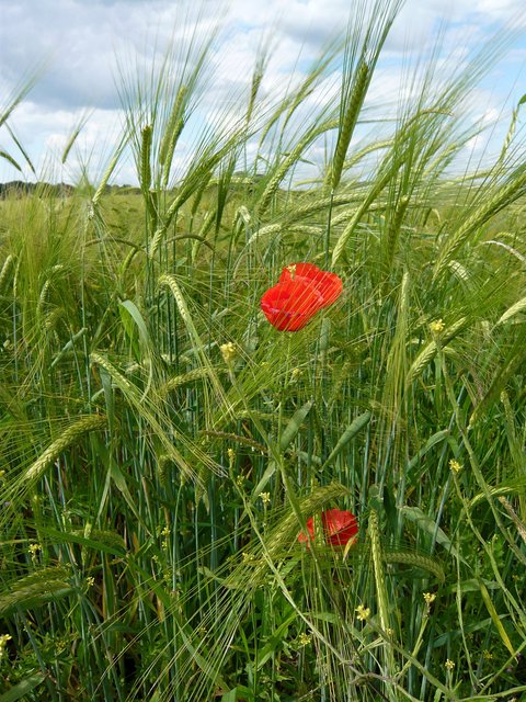 Poppies and Cornfields near Burnham Green (2) VB.JPG