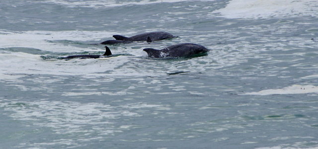 Dolphins from Carmel River State Beach (39) VB.JPG