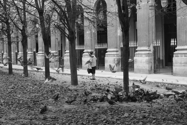 les feuilles