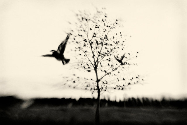Black Bird Fly