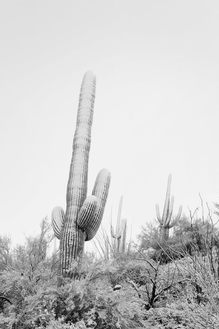 Snowy Saguaro West I