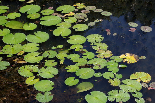 Cairns Botanical Gardens (5) VB.JPG