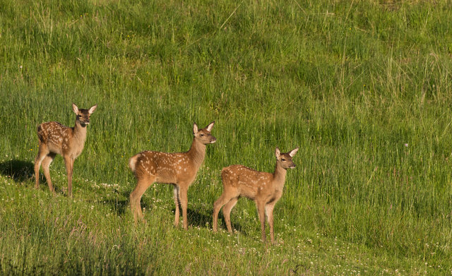 Young red deer