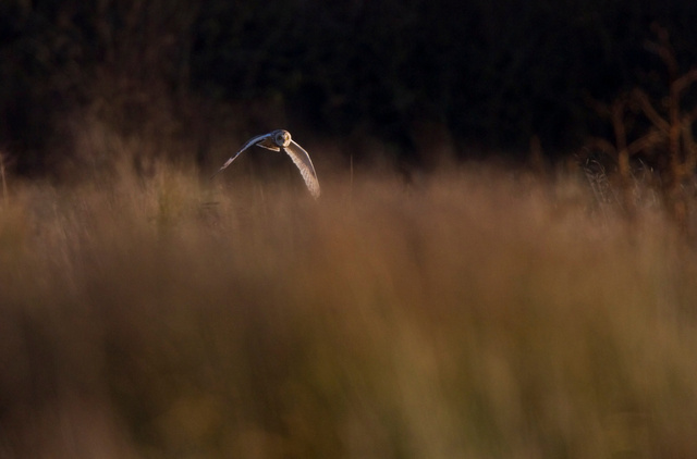 Short-eared Owl