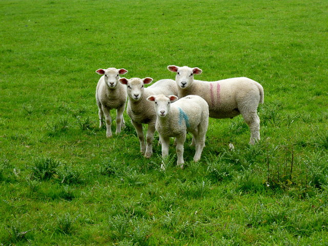 Lambs at Lamer Farm (8) VB.JPG