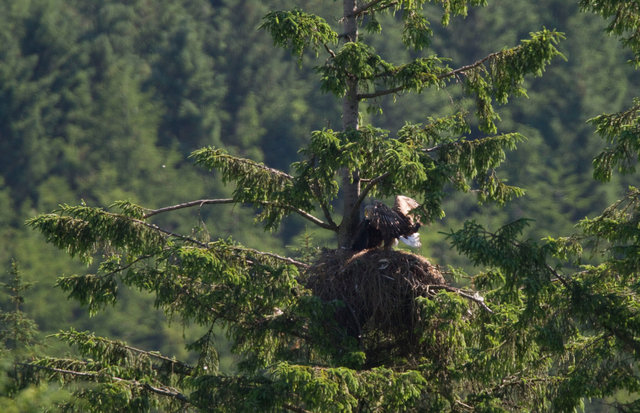 White-tailed Sea Eagle and chick