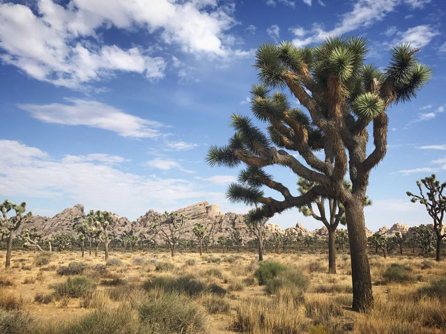 Joshua Tree