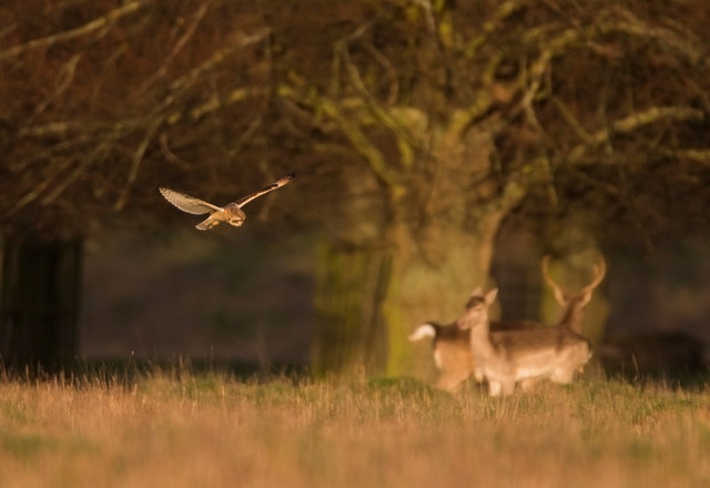 Short-eared Owl and Fallow deer