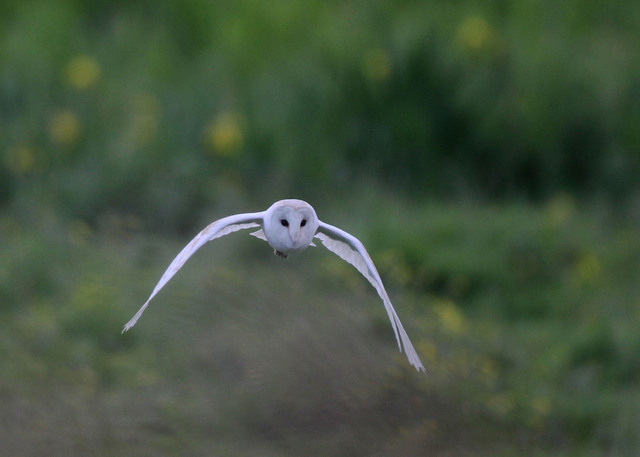 Barn Owl