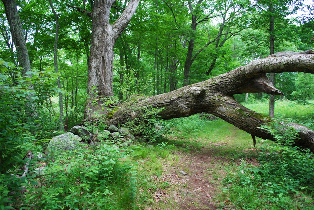 DSC_4388.jpg