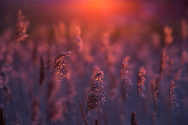 _D3_3229.jpg