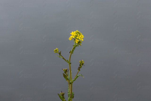 _D3_3082.jpg
