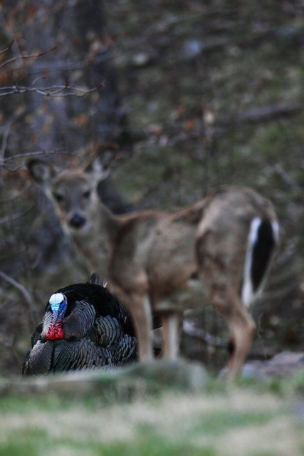 A male wild turkey and white-tailed deer, early April, southern Ohio.