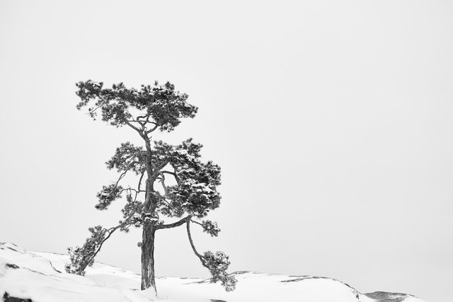 The Pine Tree - Winter