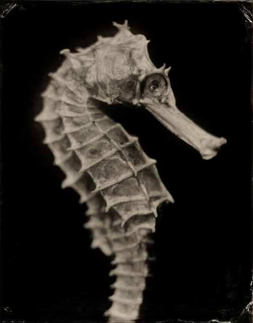 SEAHORSE-44.jpg