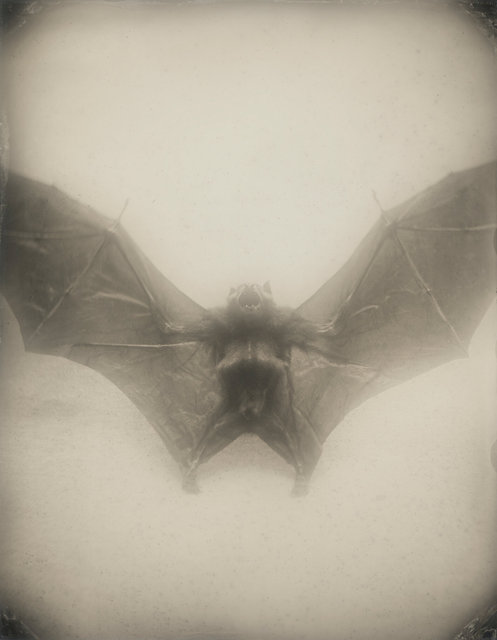 BAT-2-crop.jpg