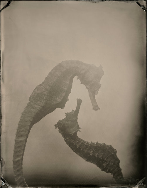 SEAHORSE-8.jpg