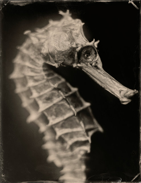 SEAHORSE-27.jpg