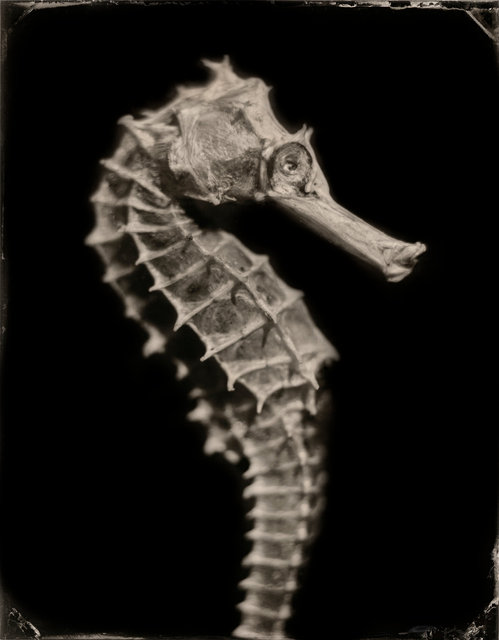 SEAHORSE-52.jpg