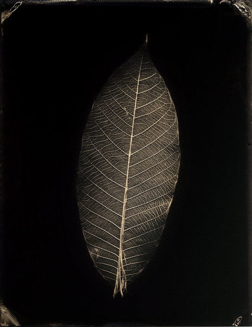 LEAF-1.jpg