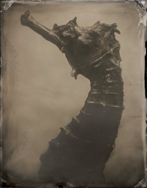 SEAHORSE-10.jpg