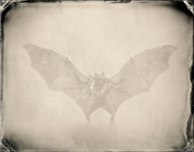 BAT-11.jpg