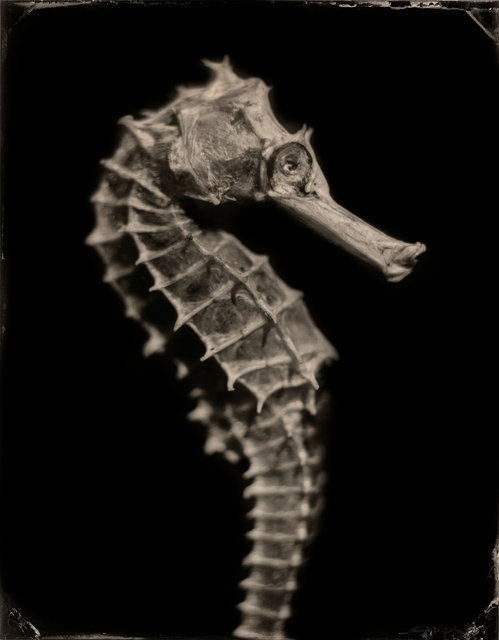 SEAHORSE-52.jpg