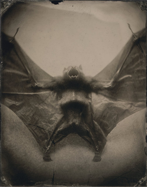 BAT-5.jpg