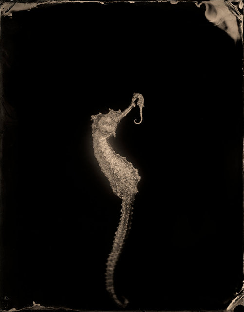 SEAHORSE-53.jpg